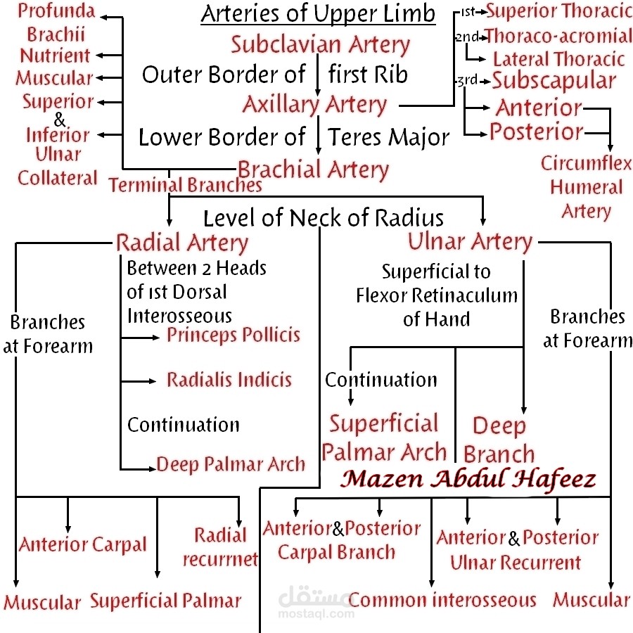 تصميم طبي أكاديمي لتفريع الشرايين في الطرف العلوي في جسم الإنسان.
