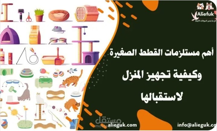 أهم مستلزمات القطط الصغيرة وكيفية تجهيز المنزل لاستقبالها