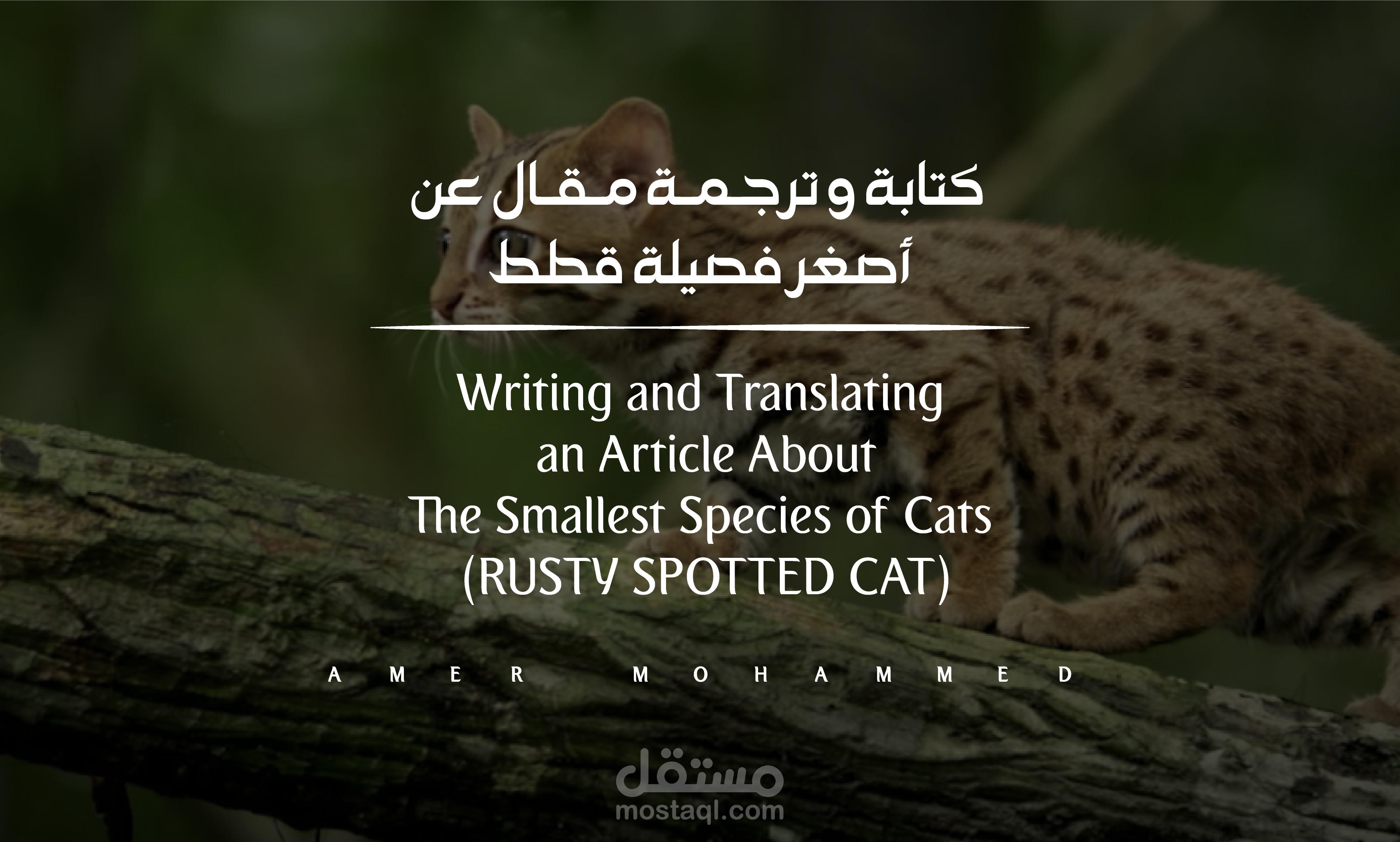 ترجمة مقال عن أصغر فصيلة قطط في العالم  _ A Translated Article About The Smallest Species of Cats