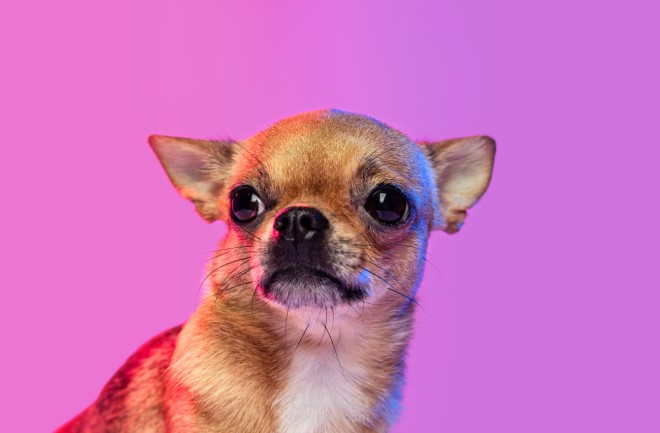 Fact or Fiction: Why Are Small Dogs So Aggressive?