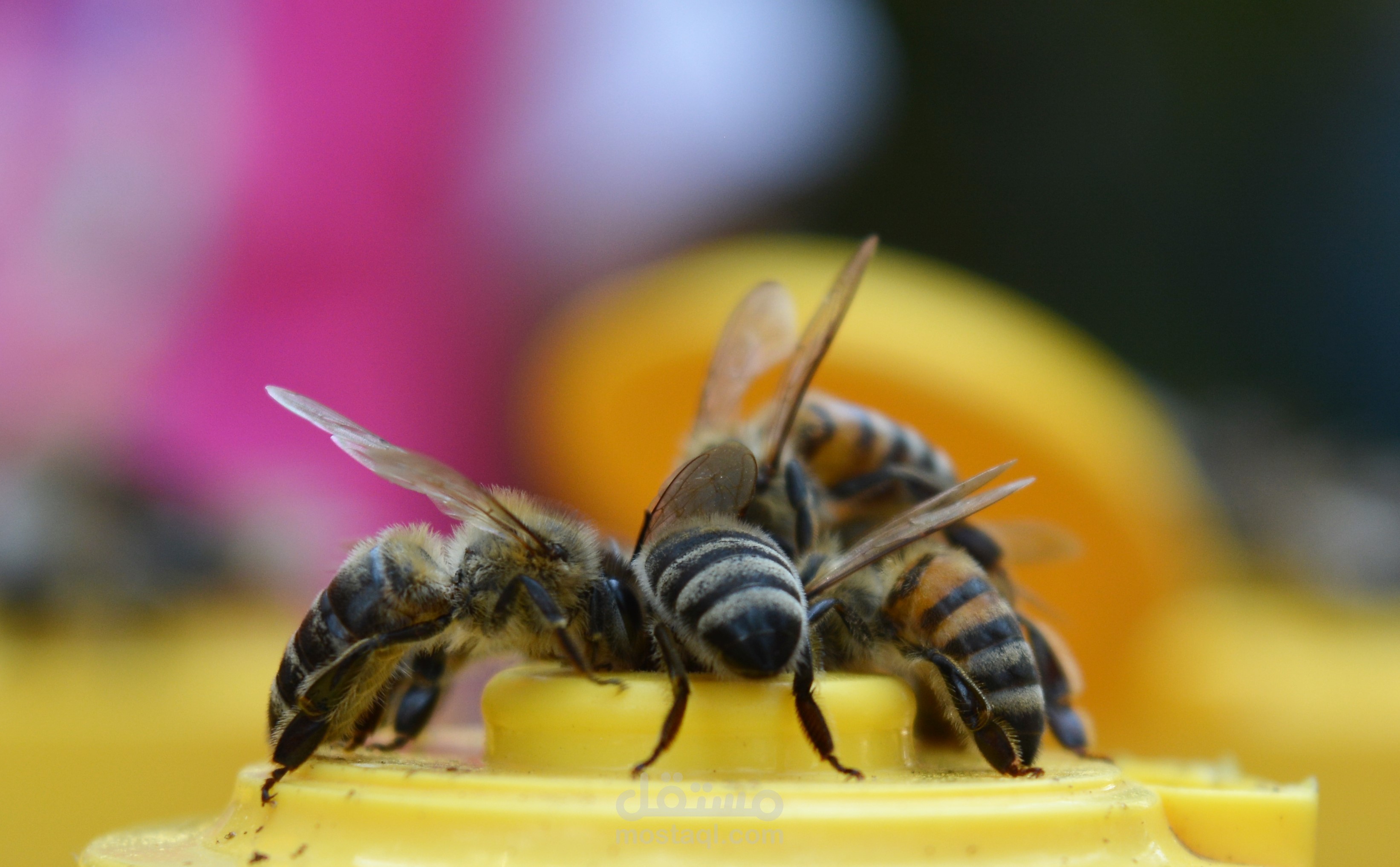التصوير الفوتوغرافى (الحياة البرية)