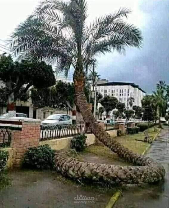 تعليق صوتي متميز (احترافي)
