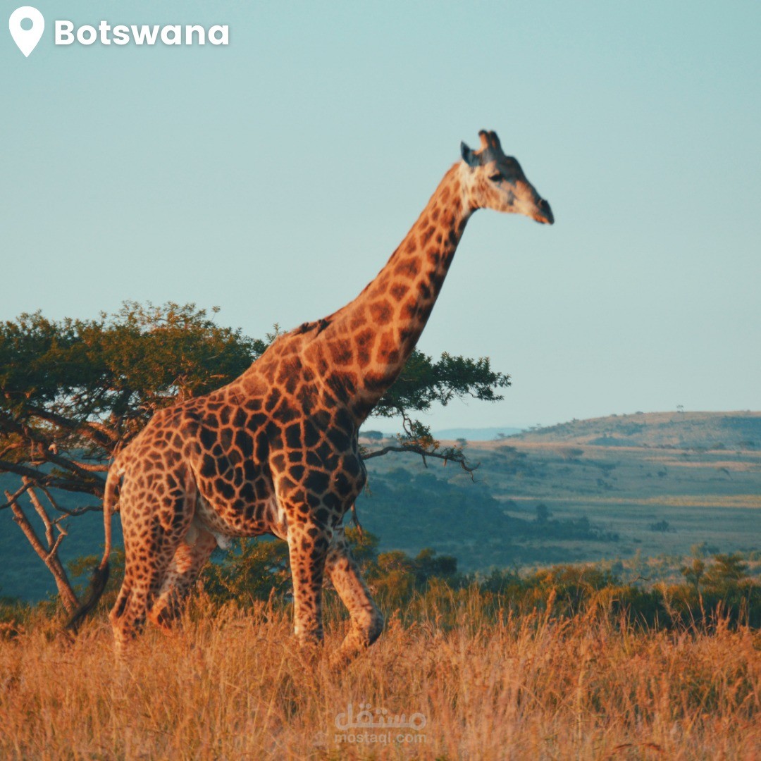 حملة تسويقية على فيس بوك وانستجرام باللغة الانجليزية لشركة World Vegan Travel