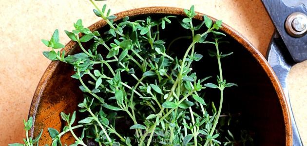 مقال حصري ومتكامل عن فوائد الزعتر