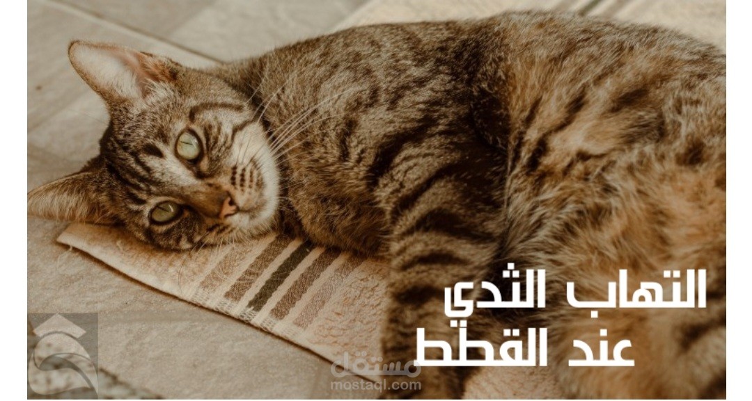 مقال عن التهاب الثدي عند القطط