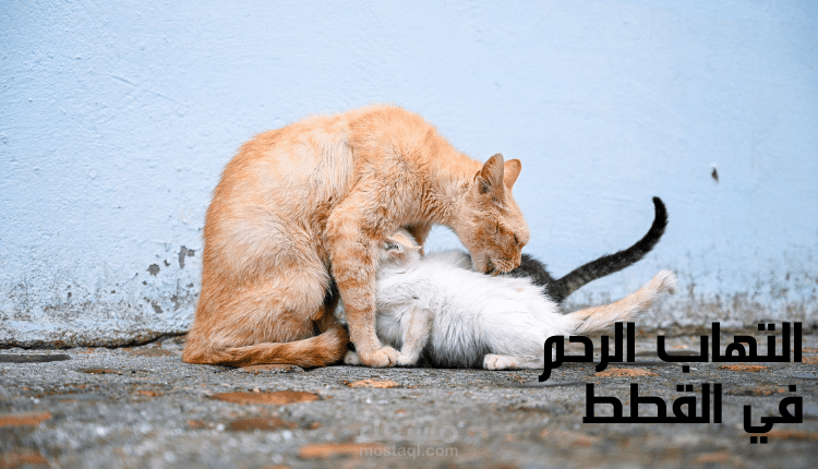 كتابة مقال عن التهاب الرحم في القطط