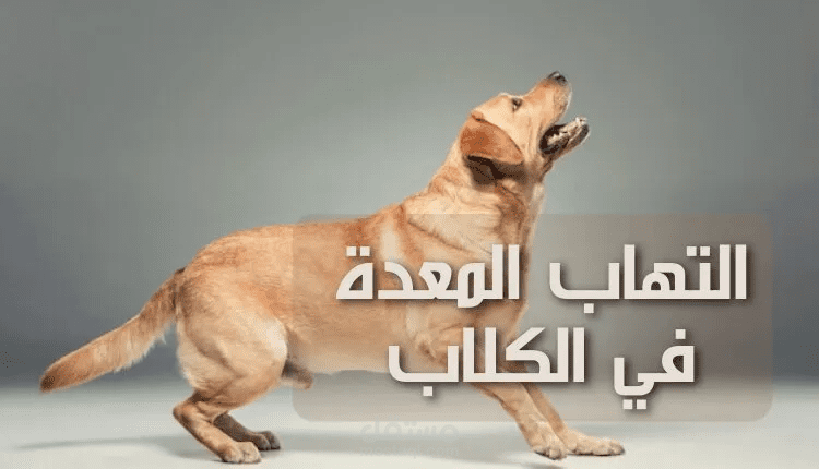 كتابة مقال عن التهاب المعدة في الكلاب