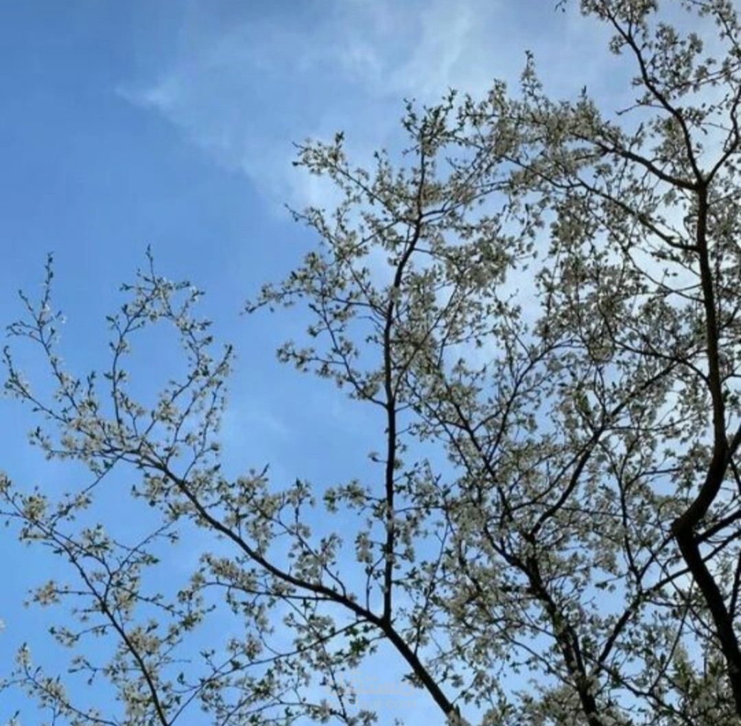 تعليق صوتي