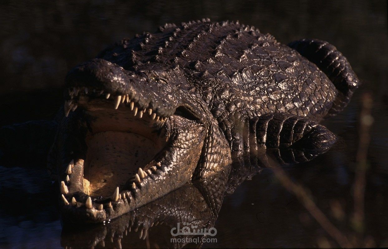 فيلم وثائقي أرض التماسيح