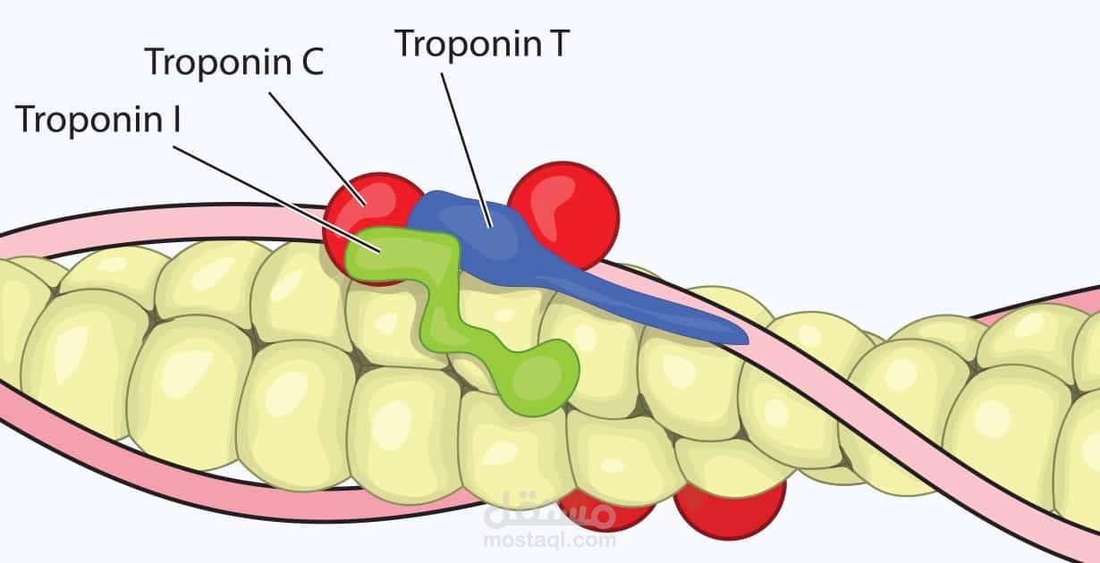 Systematic review on troponin