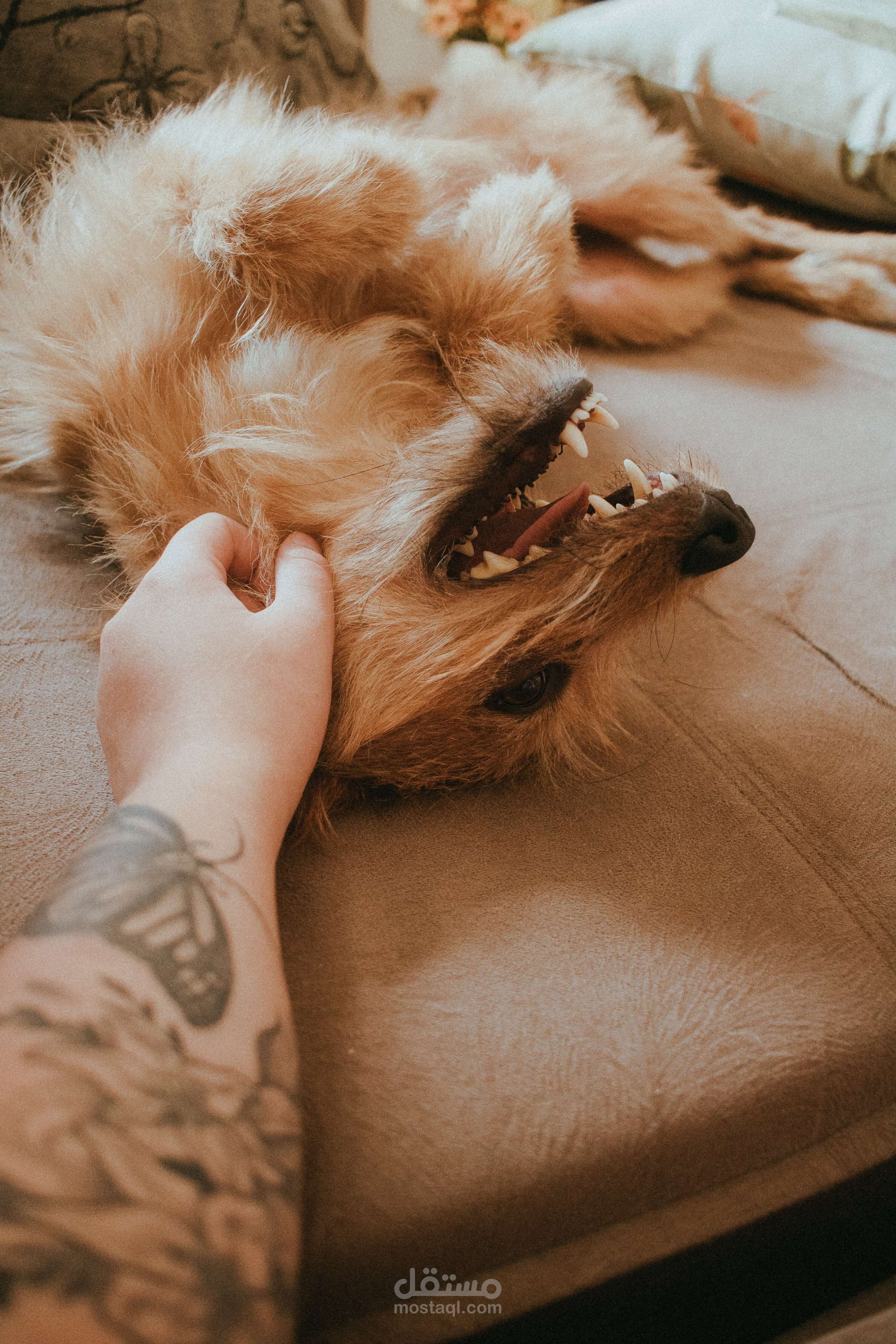 The best revival dog supplies