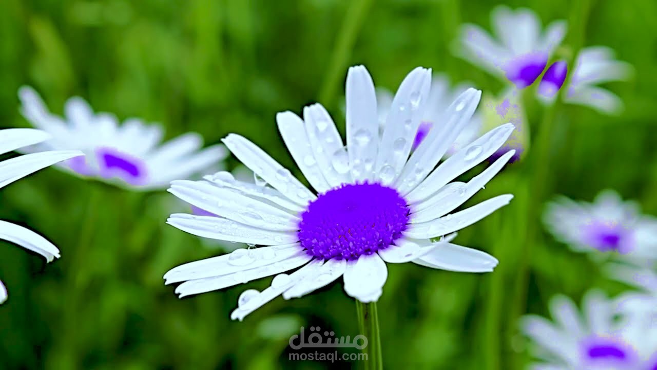 تغيير لون عنصر معين في الفيديو لأي لون