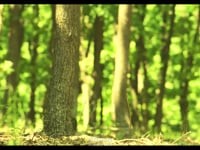 6-action video -Video Editing, motion graphic
