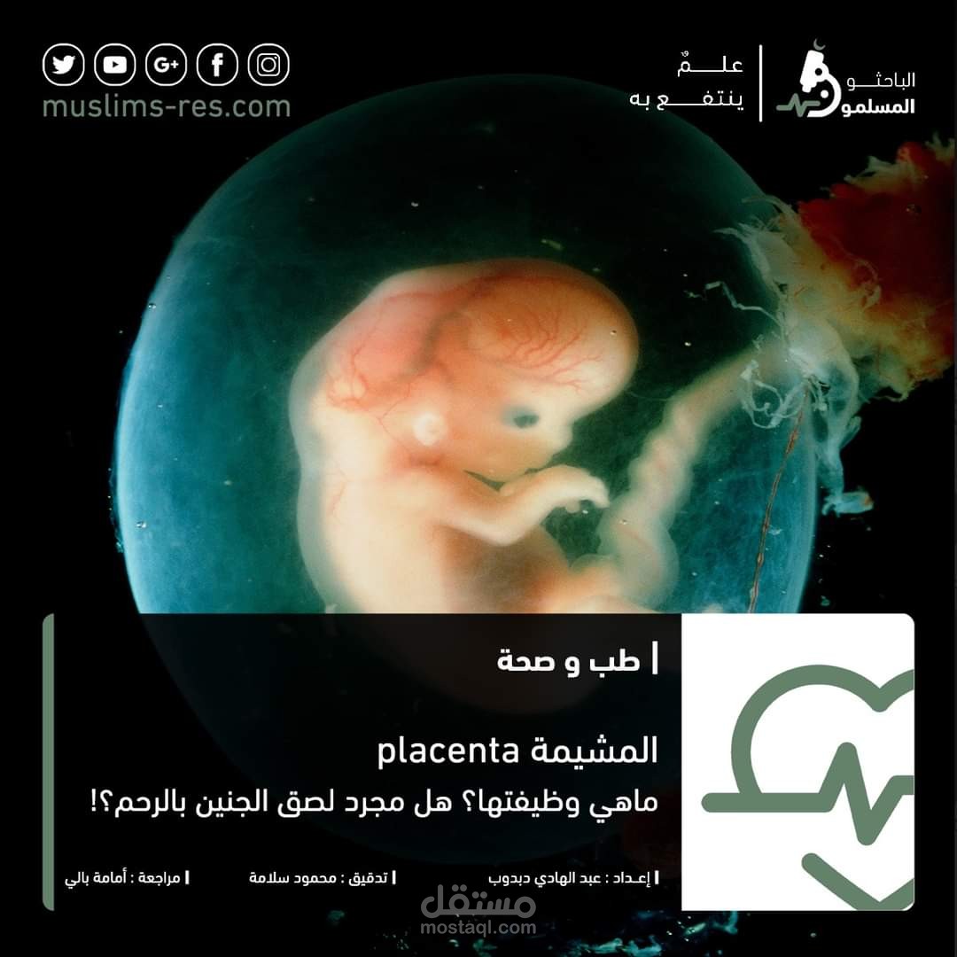 المشيمة