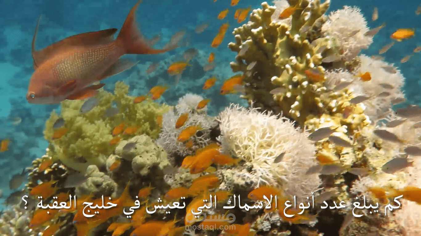 مسابقة رمضانية مضاف اليها voice over بصوت فتاة