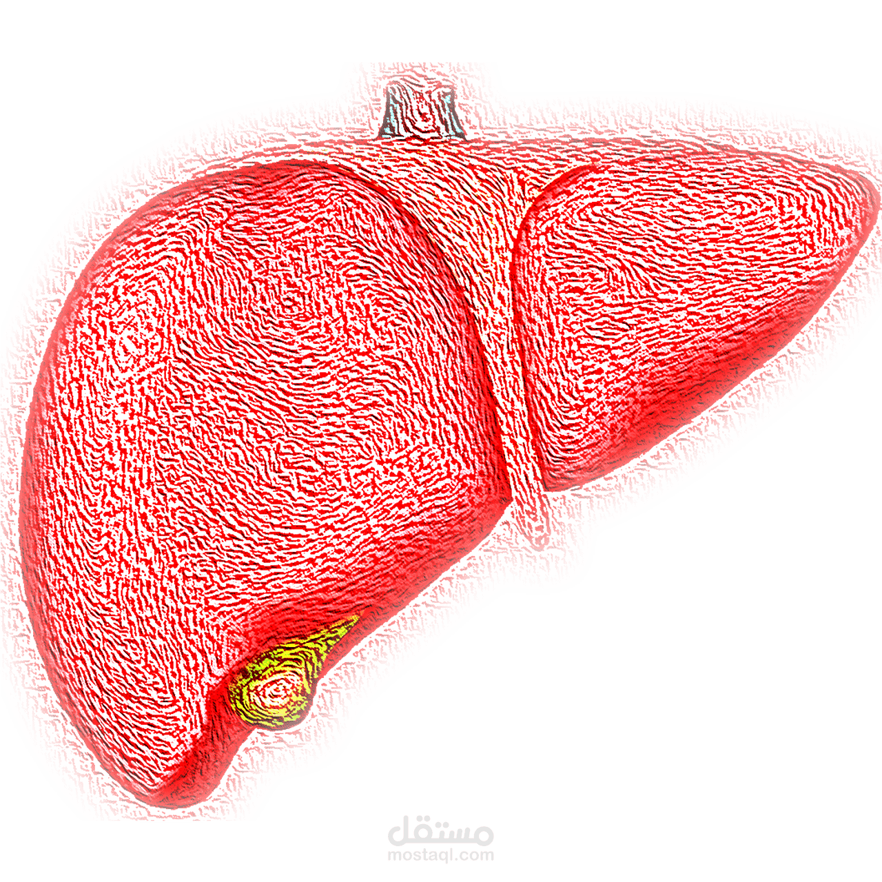 أسباب تليف الكبد المفاجئ