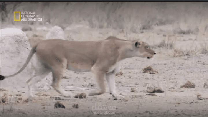 مقتطف من وثائقي الحياة البرية