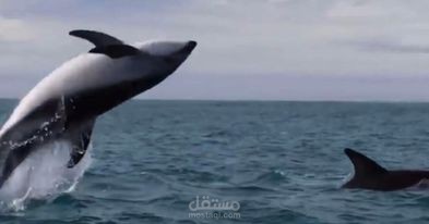 مونتاج فيديوهات