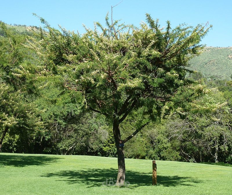 بحث علمي ومقالي عن شجرة  الطلح Acacia Gerrardii  عربي وانجليزي