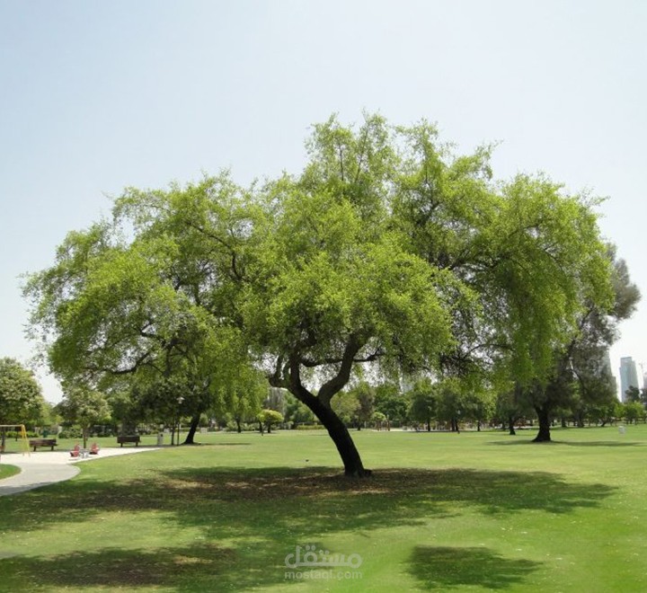 بحث علمي ومقالي عن شجرة  السمر Acacia Tortils  عربي وانجليزي