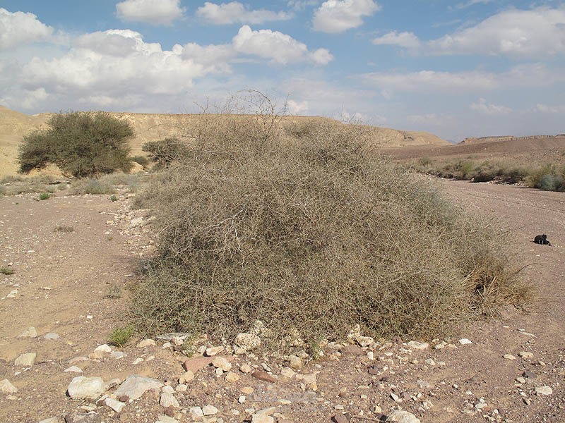 بحث علمي ومقالي عن شجرة  سدر الحجاز والبري Ziziphus spina-christi& ziziphus nummularia  عربي وانجليزي
